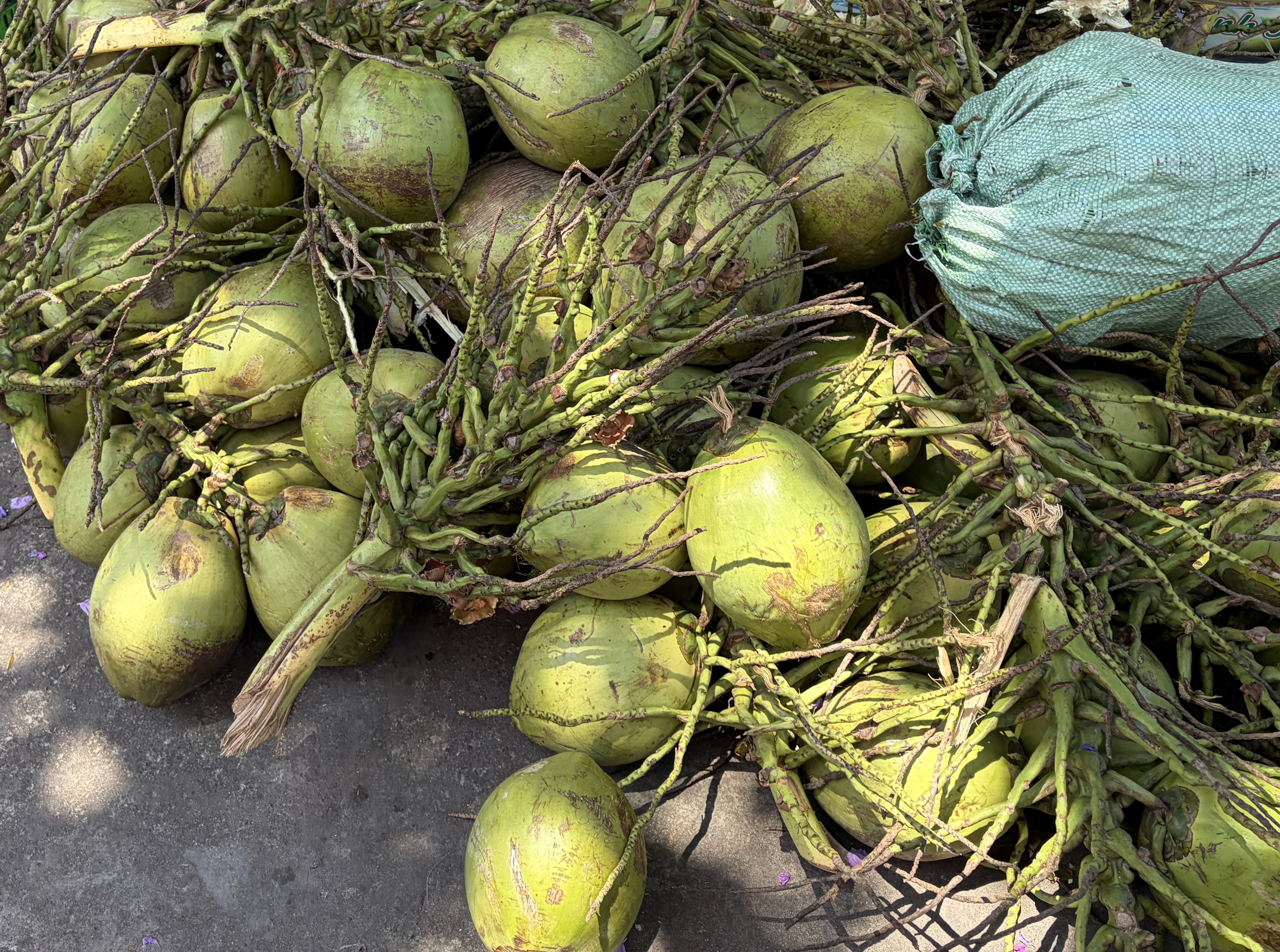 Coconut palm scene