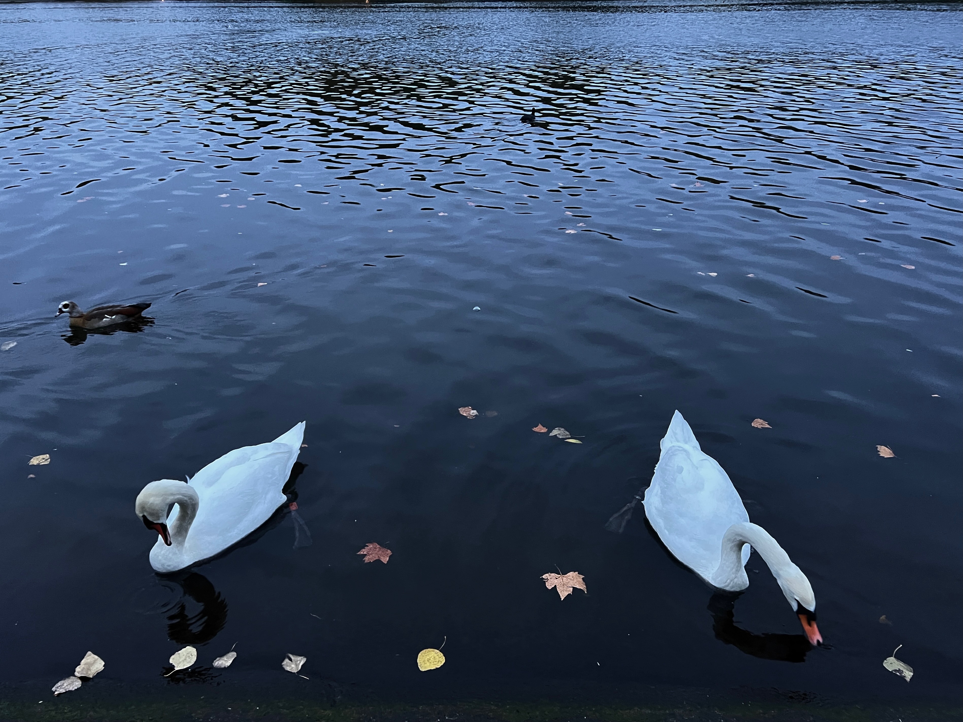 Swan photograph